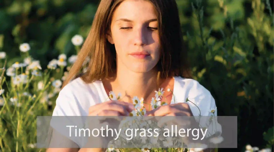 Timothy Grass Allergy fusebay | Fusebay