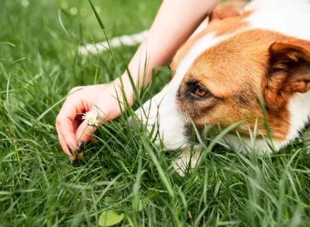 Understanding Dog Grass Allergy: Symptoms, causes, and effective management for a healthier life for your canine companion.