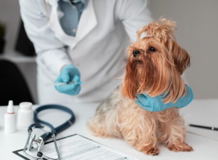 top 10 most common dog diseases