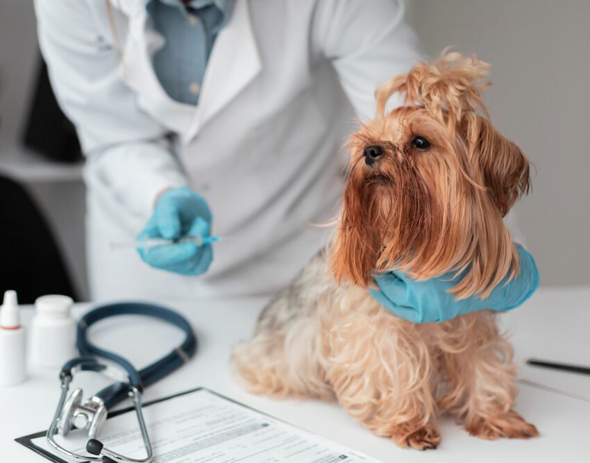 top 10 most common dog diseases